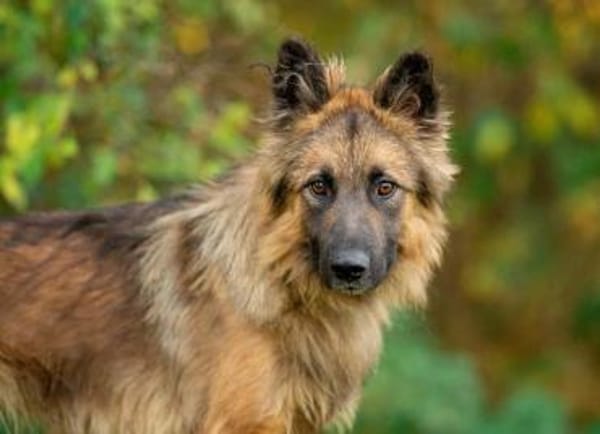 Hans❤sucht Pflege- oder Endstelle