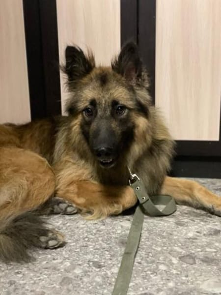 Hans❤sucht Pflege- oder Endstelle