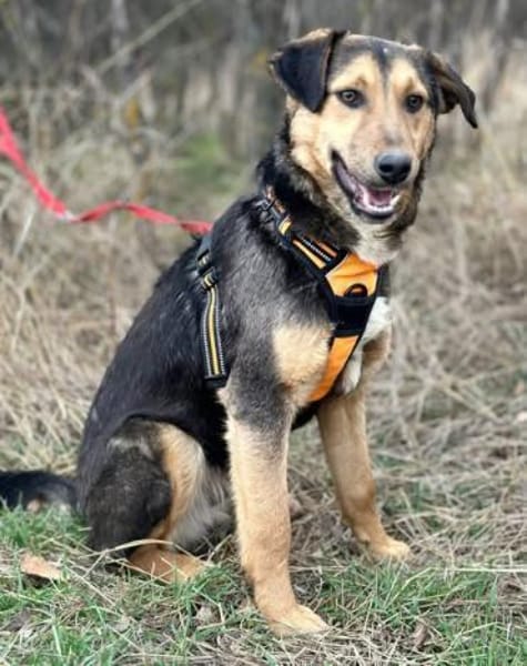 Lexi, lieber Welpe sucht neue Familie