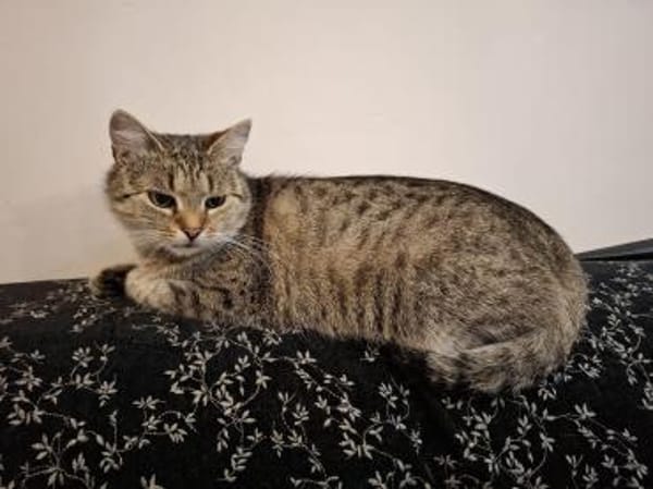 Mela - kleine Kämpferin sucht DICH!