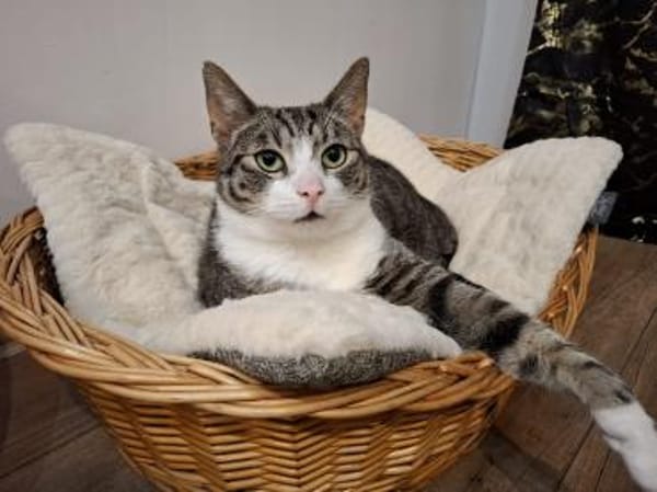 Lucky - hier ist der Name Programm