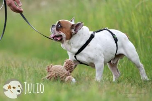 Julio sucht erfahrene geduldige Menschen