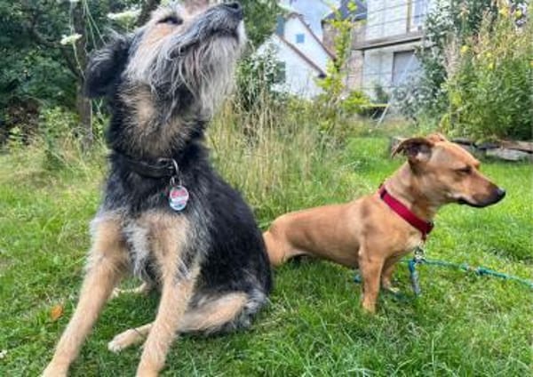 Luna ist ein Herzenshund