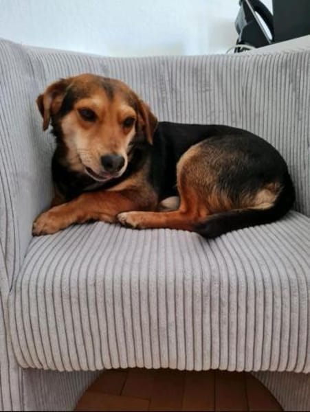 Freundlicher Hundemann Friedrich!!!