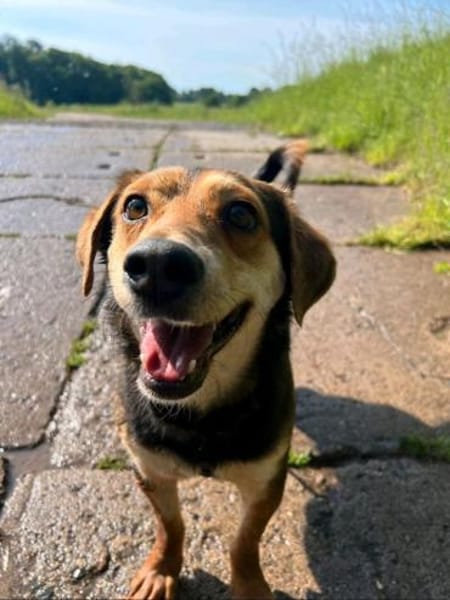 Freundlicher Hundemann Friedrich!!!