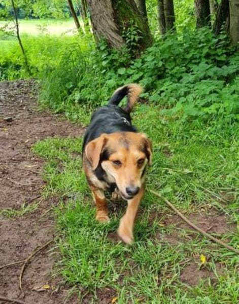 Freundlicher Hundemann Friedrich!!!