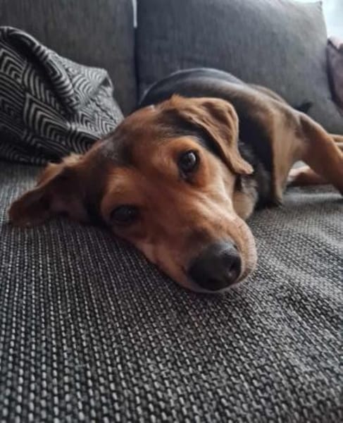 Freundlicher Hundemann Friedrich!!!