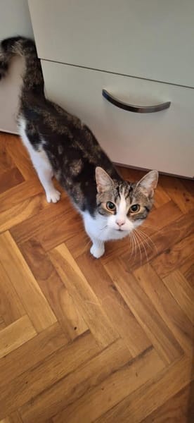 ❗Notfall Simba - Pflegestelle gesucht❗
