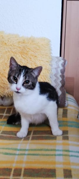 ❗Notfall Simba - Pflegestelle gesucht❗