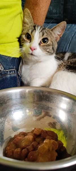 ❗Notfall Simba - Pflegestelle gesucht❗