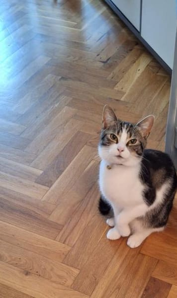 ❗Notfall Simba - Pflegestelle gesucht❗