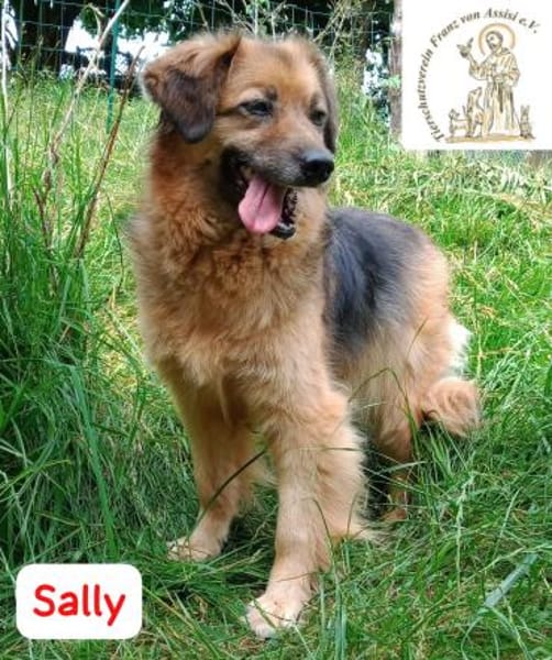 Sally - die scheue Schönheit