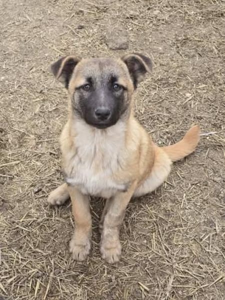 Cioco, liebevoller Welpe sucht Familie