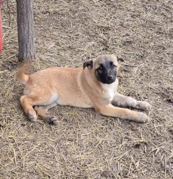 Cioco, liebevoller Welpe sucht Familie