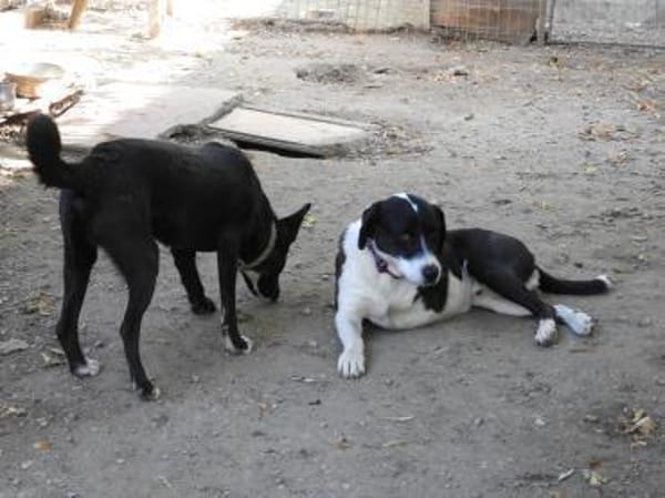 Ozzy, sanfter Riese sucht neues Zuhause