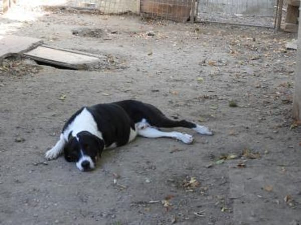 Ozzy, sanfter Riese sucht neues Zuhause