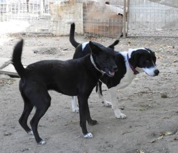 Ozzy, sanfter Riese sucht neues Zuhause
