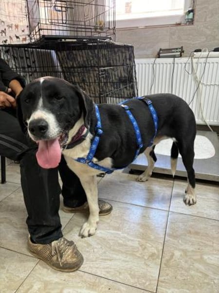 Ozzy, sanfter Riese sucht neues Zuhause