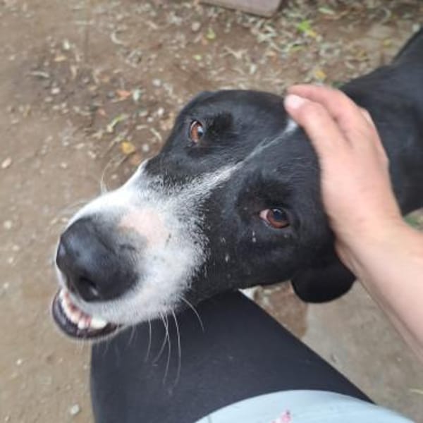 Ozzy, sanfter Riese sucht neues Zuhause
