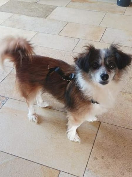 Kleine Cara wartet in Hausen!