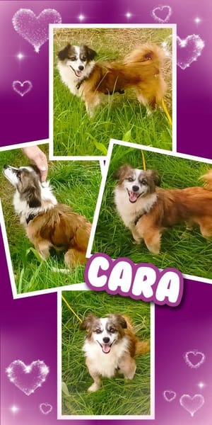 Kleine Cara wartet in Hausen!