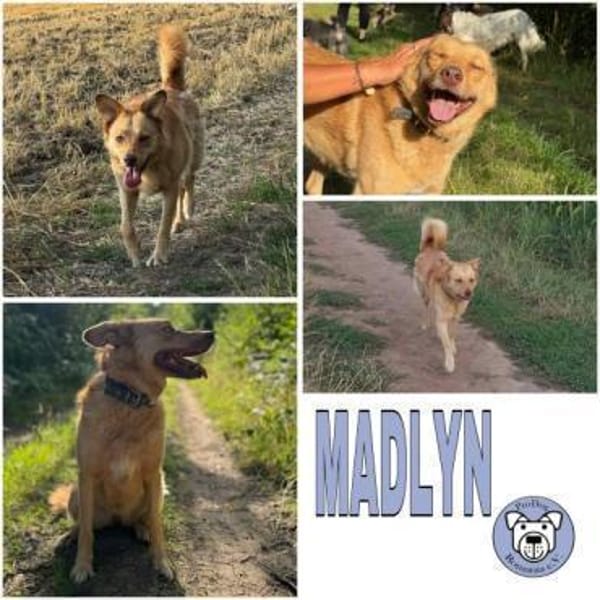 MADLYN -sucht hundeerfahrene Menschen-