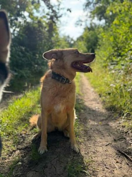 MADLYN -sucht hundeerfahrene Menschen-