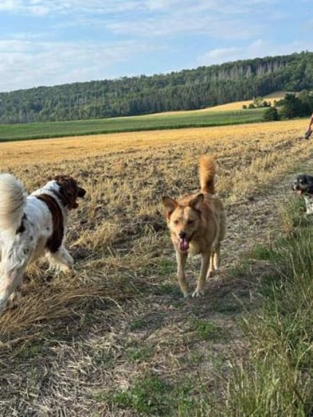 MADLYN -sucht hundeerfahrene Menschen-