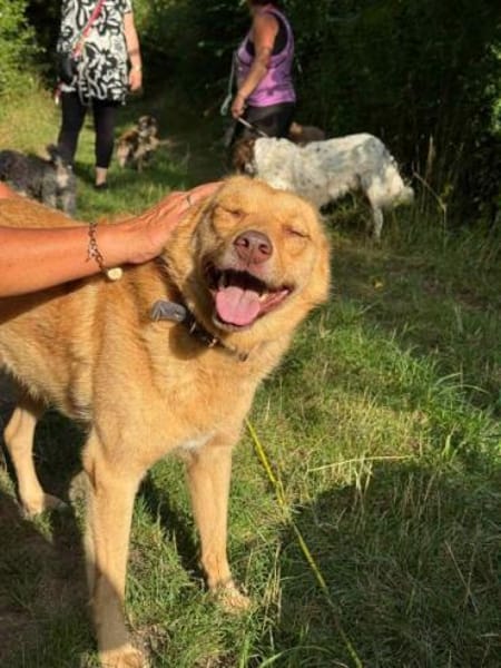 MADLYN -sucht hundeerfahrene Menschen-