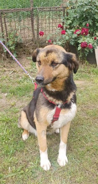 Lola, brave Hündin sucht neue Familie