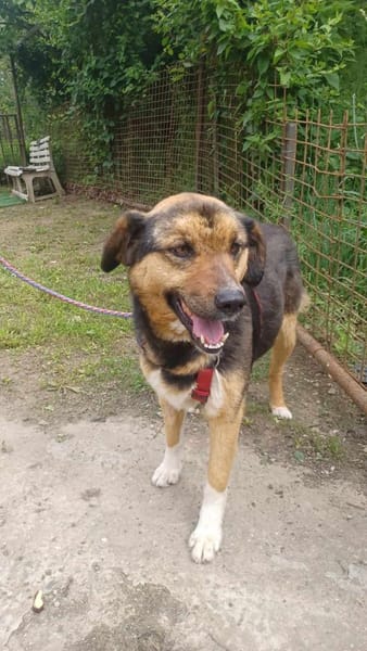Lola, brave Hündin sucht neue Familie