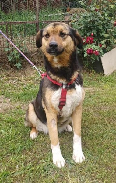 Lola, brave Hündin sucht neue Familie