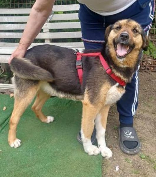 Lola, brave Hündin sucht neue Familie