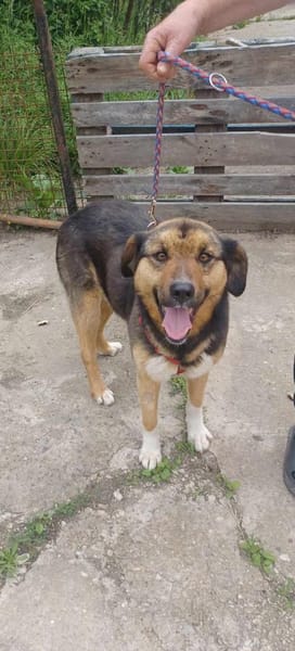 Lola, brave Hündin sucht neue Familie