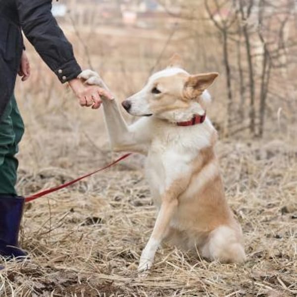 Bella❤sucht Für-Immer-Zuhause