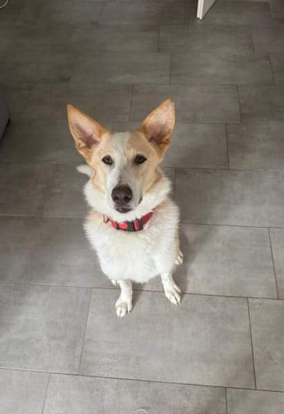 Bella❤sucht Für-Immer-Zuhause