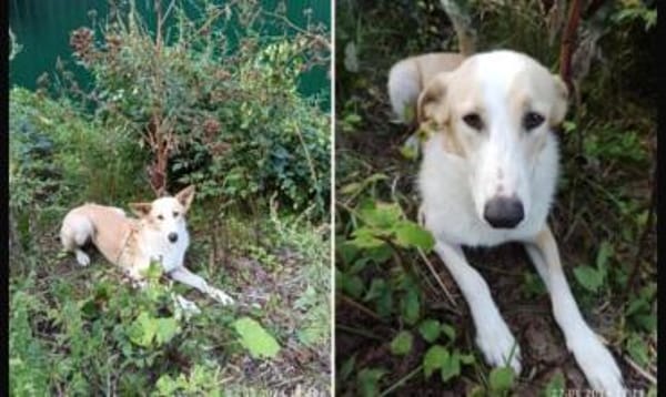 Bella❤sucht Für-Immer-Zuhause