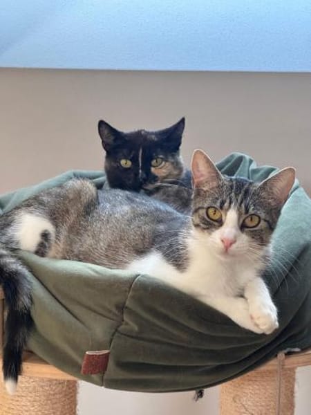 Sierra & Dori suchen Ihr Traumzuhause