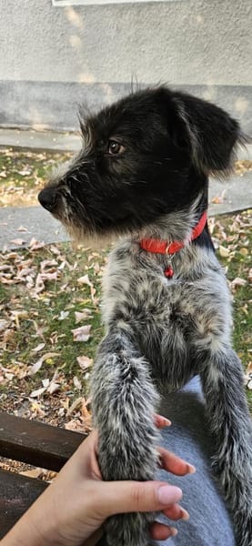 Lilo, nettes Hundemädchen sucht Zuhause