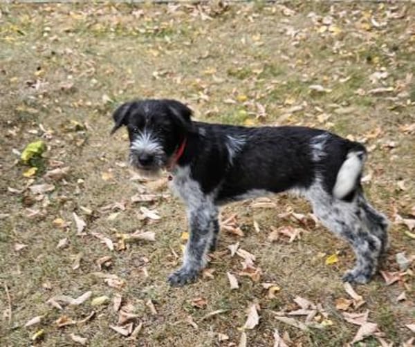 Lilo, nettes Hundemädchen sucht Zuhause