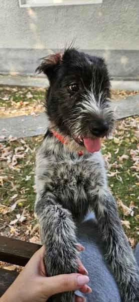 Lilo, nettes Hundemädchen sucht Zuhause