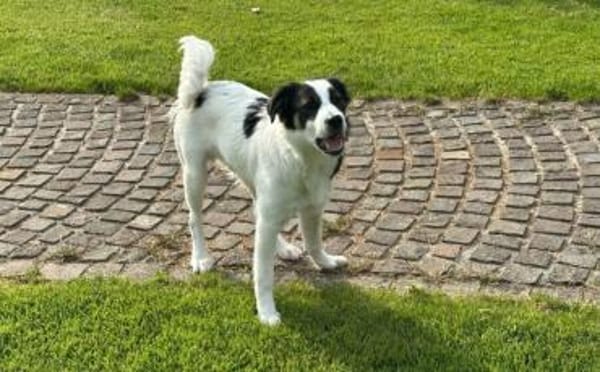 Boli sucht besondere Menschen