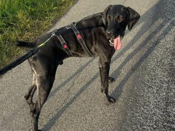 Ringo möchte gefordert werden