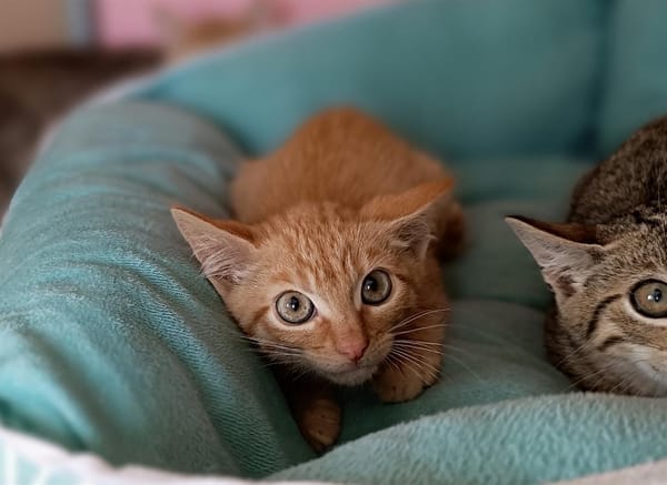 Whiskas