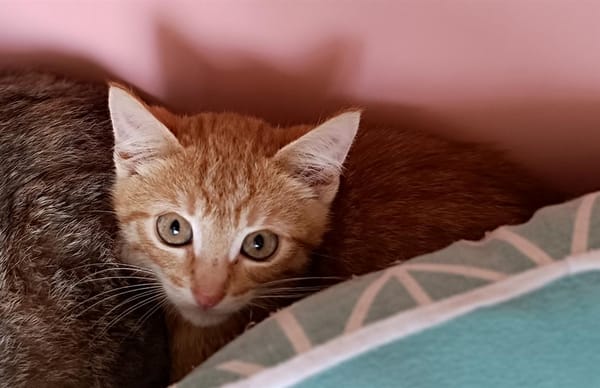 Felix