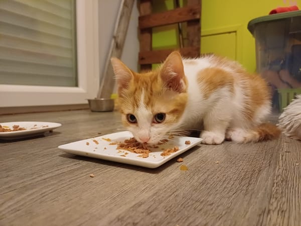 Cal