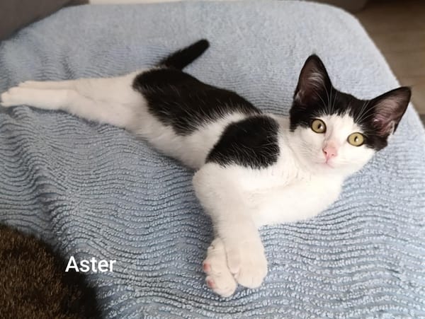 ASTER