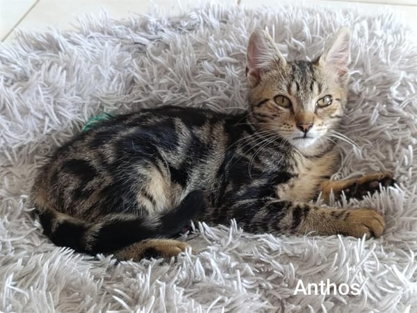 ANTHOS