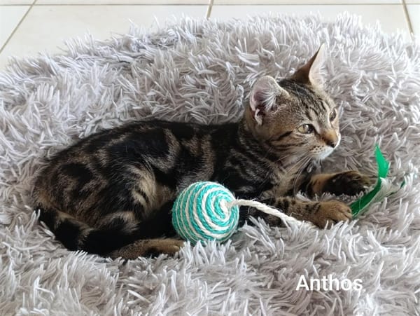 ANTHOS