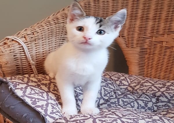 JUNIOR